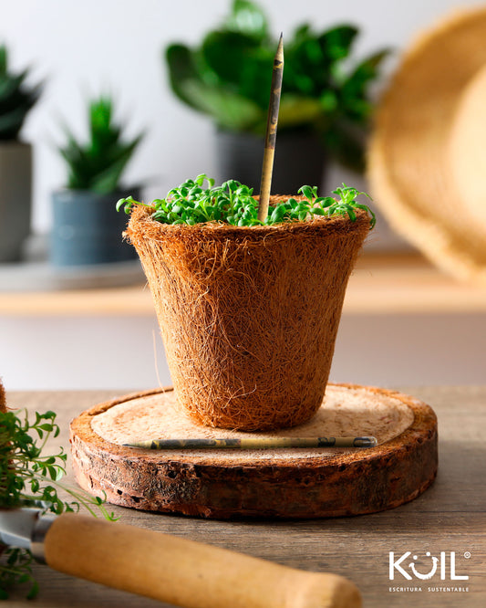 1. Cajita de 12 lápices ecológicos con SEMILLA